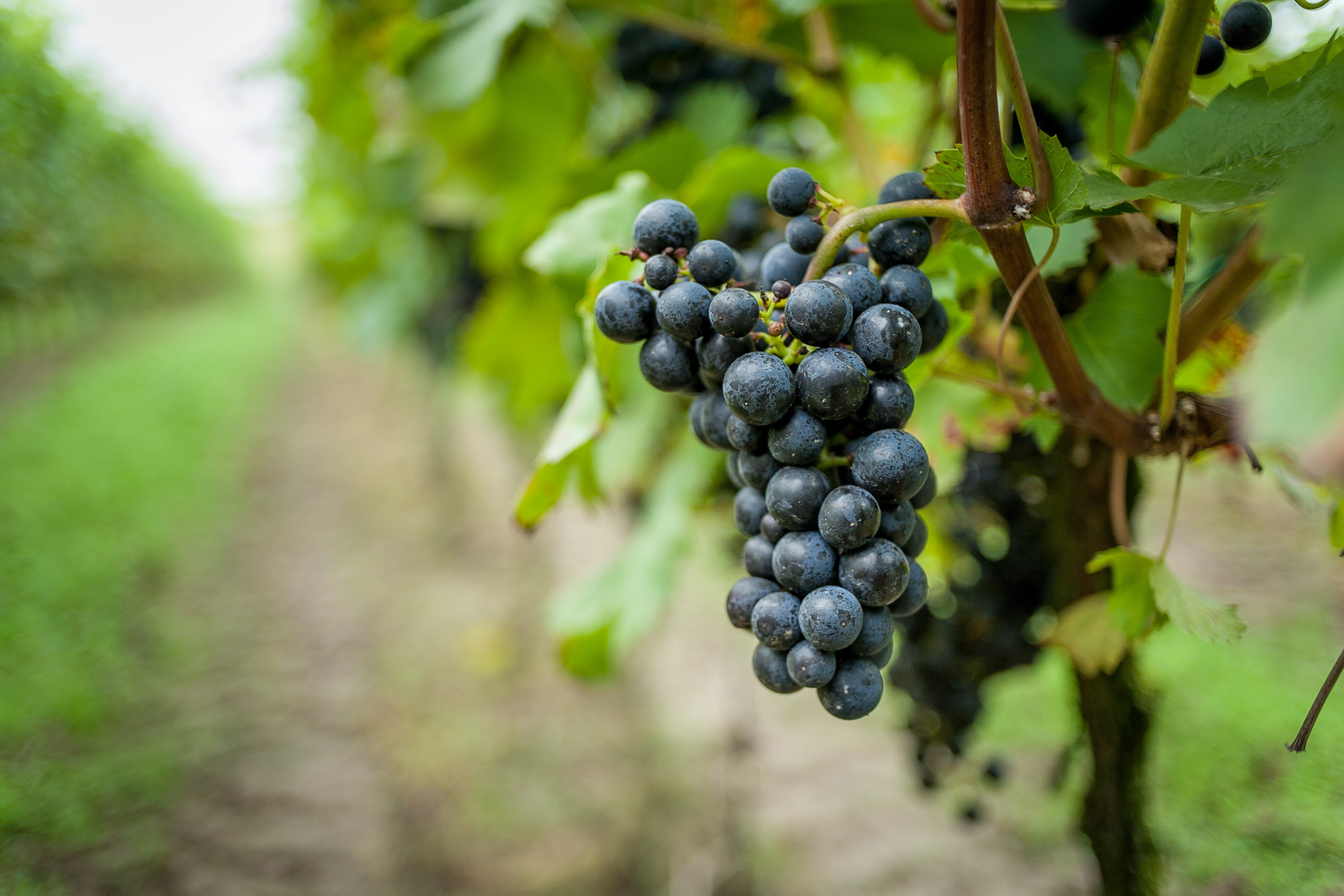 The wine festival in bardolino: la festa dell'uva